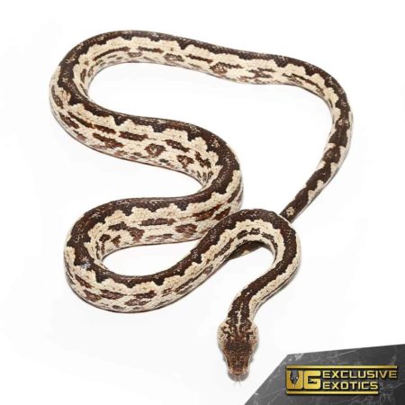 White San Isabel Island Ground Boas for sale - Underground Reptiles
