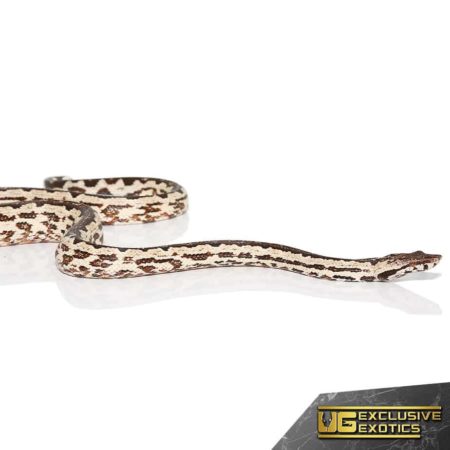 White San Isabel Island Ground Boas for sale - Underground Reptiles
