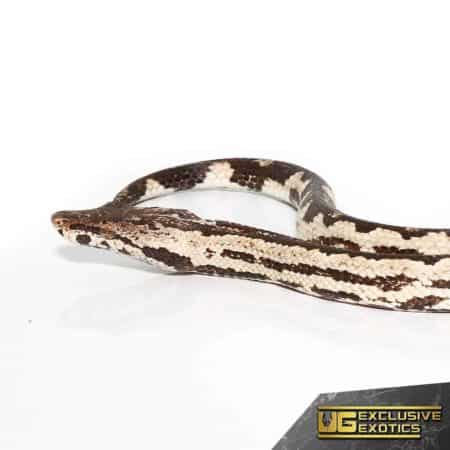 White San Isabel Island Ground Boas for sale - Underground Reptiles