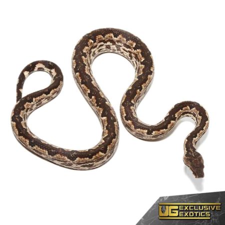 White San Isabel Island Ground Boas for sale - Underground Reptiles