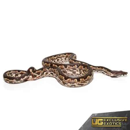 White San Isabel Island Ground Boas for sale - Underground Reptiles