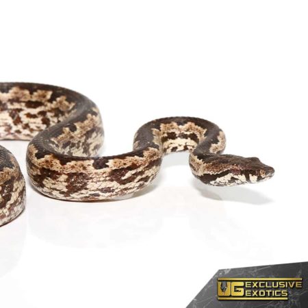 White San Isabel Island Ground Boas for sale - Underground Reptiles