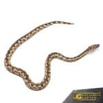Yearling White San Isabel Island Ground Boas for sale - Underground Reptiles