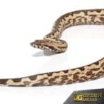 Yearling White San Isabel Island Ground Boas for sale - Underground Reptiles