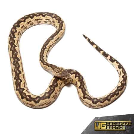 White San Isabel Island Ground Boas for sale - Underground Reptiles