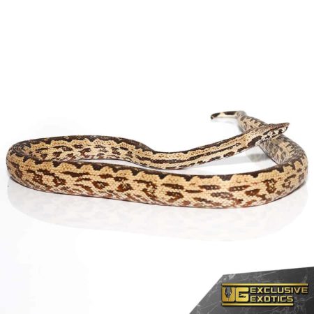 White San Isabel Island Ground Boas for sale - Underground Reptiles