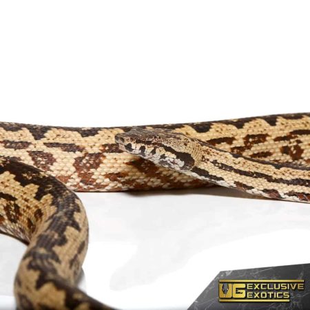 White San Isabel Island Ground Boas for sale - Underground Reptiles