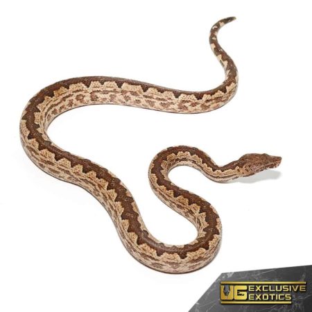White San Isabel Island Ground Boas for sale - Underground Reptiles