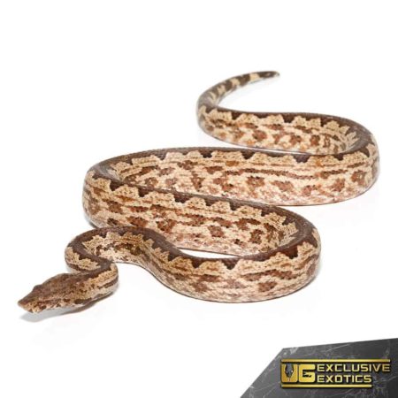 White San Isabel Island Ground Boas for sale - Underground Reptiles