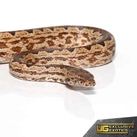 White San Isabel Island Ground Boas for sale - Underground Reptiles