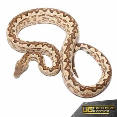 White San Isabel Island Ground Boas for sale - Underground Reptiles