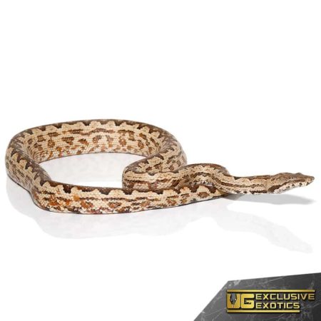 White San Isabel Island Ground Boas for sale - Underground Reptiles
