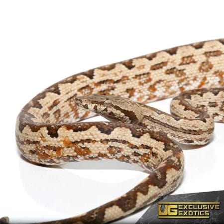 White San Isabel Island Ground Boas for sale - Underground Reptiles