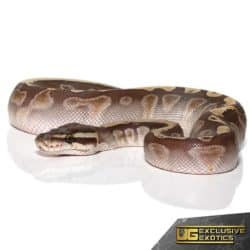 Baby Butter GHI Ball Pythons For Sale - Underground Reptiles