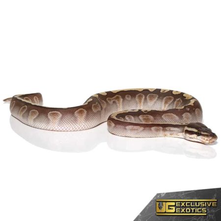 Baby Butter GHI Ball Pythons For Sale - Underground Reptiles