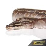 Baby Butter GHI Ball Pythons For Sale - Underground Reptiles