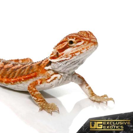 Baby Lava Flame Bearded Dragon For Sale - Underground Reptiles