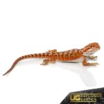 Baby Lava Flame Bearded Dragon For Sale - Underground Reptiles