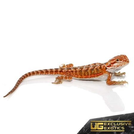 Baby Lava Flame Bearded Dragon For Sale - Underground Reptiles