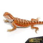 Baby Lava Flame Bearded Dragon For Sale - Underground Reptiles