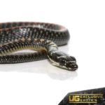 Baby Paradise Flying Snake For Sale - Underground Reptiles