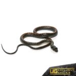Baby Paradise Flying Snake For Sale - Underground Reptiles