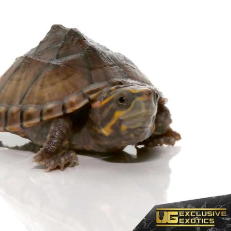 Baby Pastel Musk Turtles For Sale - Underground Reptiles