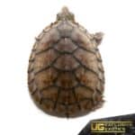 Baby Pastel Musk Turtles For Sale - Underground Reptiles