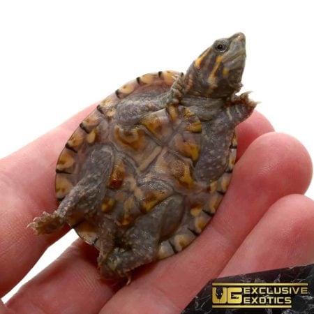 Baby Pastel Musk Turtles For Sale - Underground Reptiles