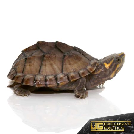 Baby Pastel Musk Turtles For Sale - Underground Reptiles
