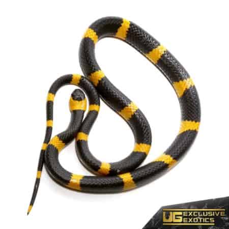 Terrestrial Snail Sucker for sale - Underground Reptiles