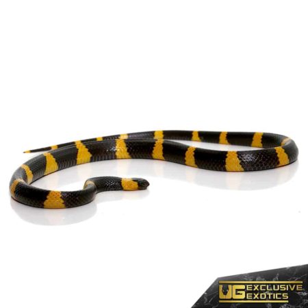 Terrestrial Snail Sucker for sale - Underground Reptiles