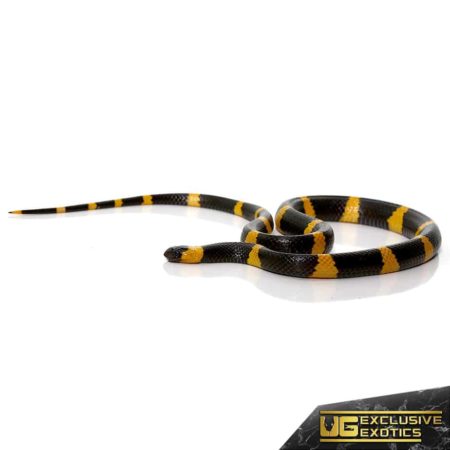 Terrestrial Snail Sucker for sale - Underground Reptiles