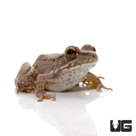 Wood Frogs For Sale - Underground Reptiles