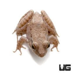 Wood Frogs For Sale - Underground Reptiles