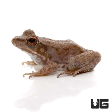 Wood Frogs For Sale - Underground Reptiles