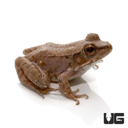 Wood Frogs For Sale - Underground Reptiles