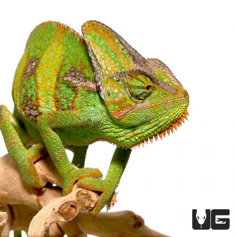 9-11 Inch Veiled Chameleons For Sale - Underground Reptiles