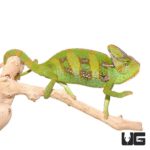 9-11 Inch Veiled Chameleons For Sale - Underground Reptiles
