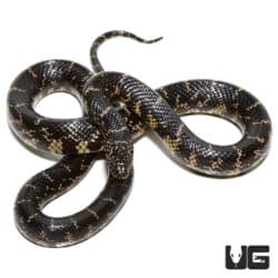 Yearling Florida Kingsnake For Sale - Underground Reptiles