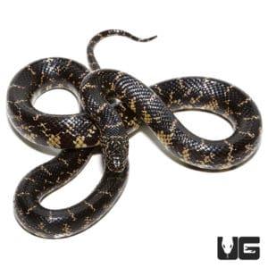 Kingsnakes For Sale - Underground Reptiles