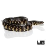 Yearling Florida Kingsnake For Sale - Underground Reptiles