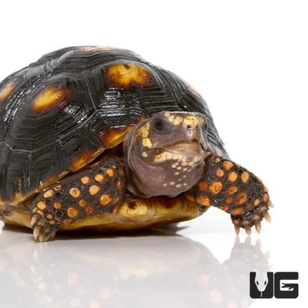 Yearling Redfoot Tortoises For Sale - Underground Reptiles