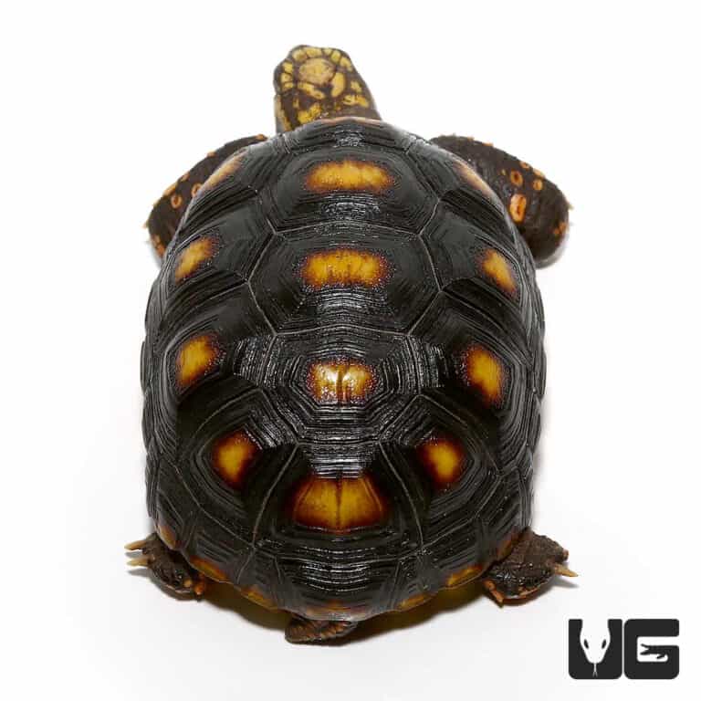 Tortoises For Sale - Underground Reptiles