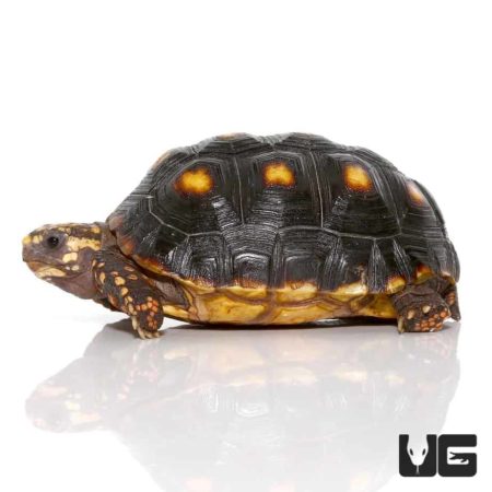 Yearling Redfoot Tortoises For Sale - Underground Reptiles