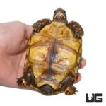 Yearling Redfoot Tortoises For Sale - Underground Reptiles