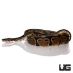 C.B. Adult Ball Pythons For Sale - Underground Reptiles