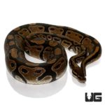 C.B. Adult Ball Pythons For Sale - Underground Reptiles