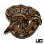 Normal Ball Pythons For Sale - Underground Reptiles