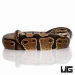 Normal Ball Pythons For Sale - Underground Reptiles